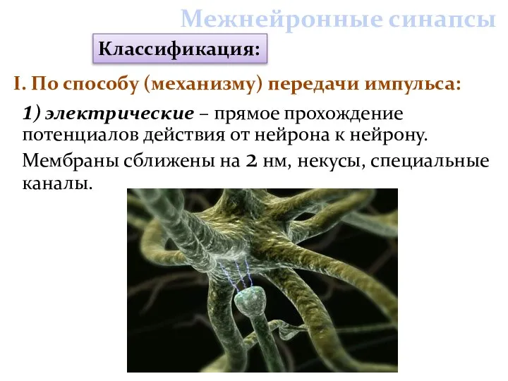 1) электрические – прямое прохождение потенциалов действия от нейрона к нейрону.