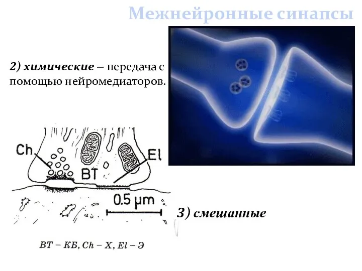 Межнейронные синапсы 2) химические – передача с помощью нейромедиаторов. 3) смешанные