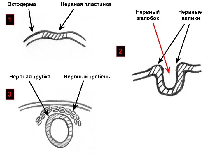Эктодерма Нервная пластинка Нервные валики Нервный желобок Нервная трубка Нервный гребень 1 2 3
