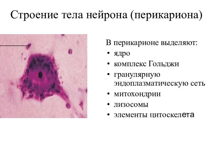 Строение тела нейрона (перикариона) В перикарионе выделяют: ядро комплекс Гольджи гранулярную