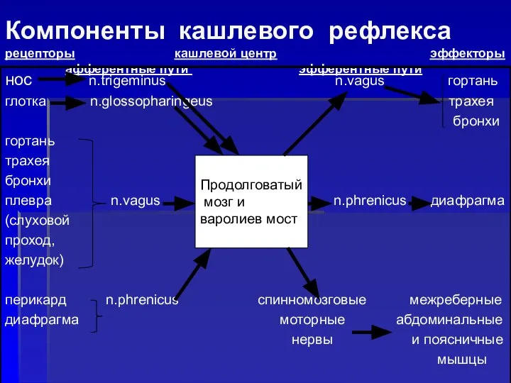 Компоненты кашлевого рефлекса рецепторы кашлевой центр эффекторы афферентные пути эфферентные пути