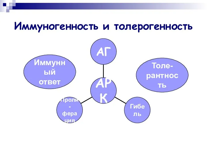 Иммуногенность и толерогенность Иммунный ответ Толе- рантность