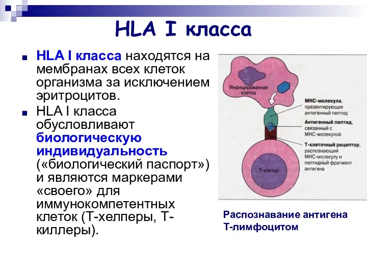 HLA I класса HLA I класса находятся на мембранах всех клеток