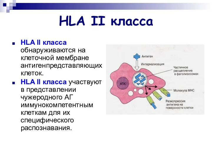 HLA II класса HLA II класса обнаруживаются на клеточной мембране антигенпредставляющих