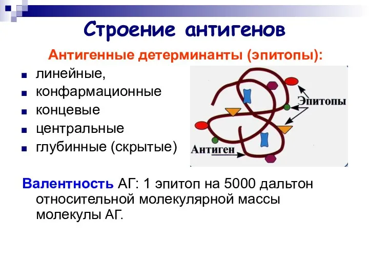 Строение антигенов Антигенные детерминанты (эпитопы): линейные, конфармационные концевые центральные глубинные (скрытые)