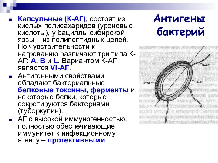 Антигены бактерий Капсульные (К-АГ), состоят из кислых полисахаридов (уроновые кислоты), у