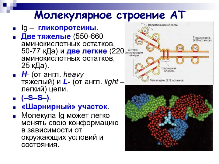 Молекулярное строение АТ Ig – гликопротеины. Две тяжелые (550-660 аминокислотных остатков,