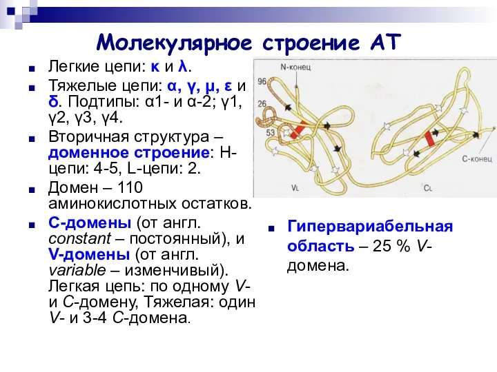 Молекулярное строение АТ Легкие цепи: κ и λ. Тяжелые цепи: α,