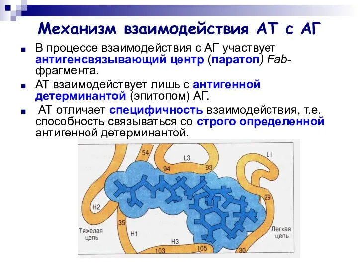 Механизм взаимодействия АТ с АГ В процессе взаимодействия с АГ участвует