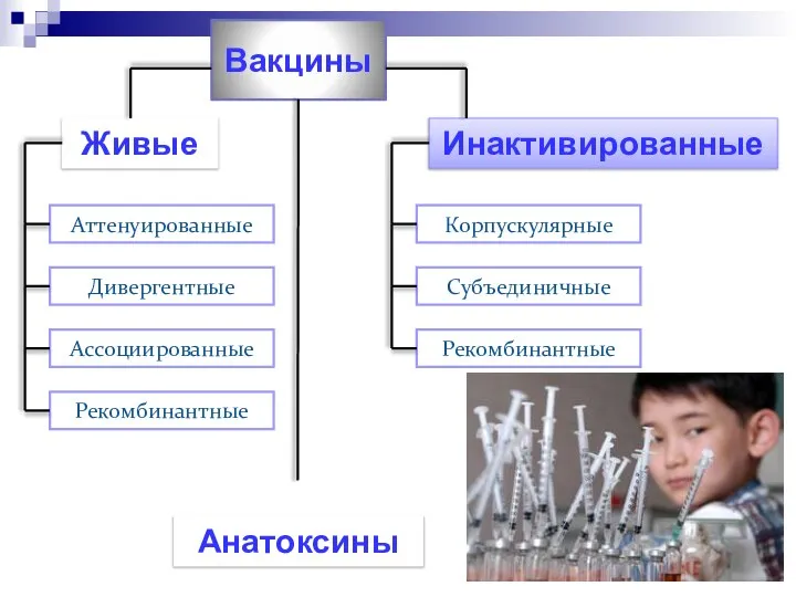 Вакцины Живые Инактивированные Аттенуированные Дивергентные Ассоциированные Рекомбинантные Корпускулярные Субъединичные Рекомбинантные Анатоксины