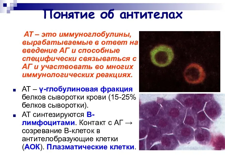 Понятие об антителах АТ – это иммуноглобулины, вырабатываемые в ответ на