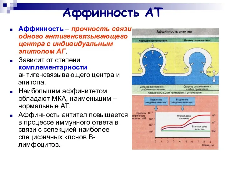 Аффинность АТ Аффинность – прочность связи одного антигенсвязывающего центра с индивидуальным