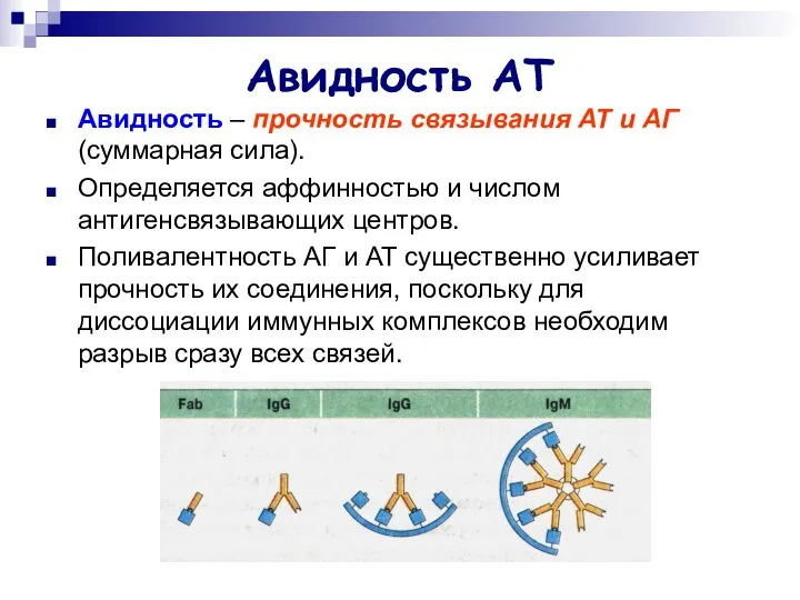 Авидность АТ Авидность – прочность связывания АТ и АГ (суммарная сила).