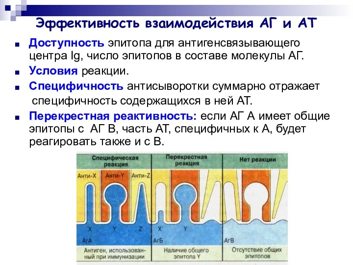 Эффективность взаимодействия АГ и АТ Доступность эпитопа для антигенсвязывающего центра Ig,