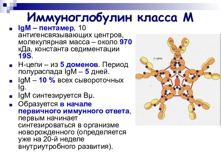 Иммуноглобулин класса М IgМ – пентамер, 10 антигенсвязывающих центров, молекулярная масса