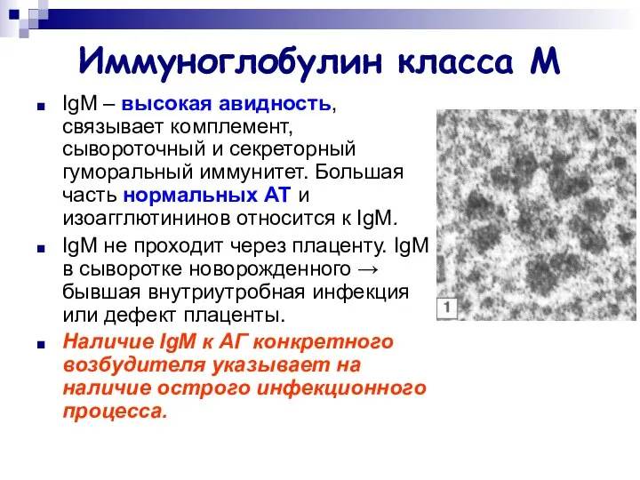 Иммуноглобулин класса М IgМ – высокая авидность, связывает комплемент, сывороточный и