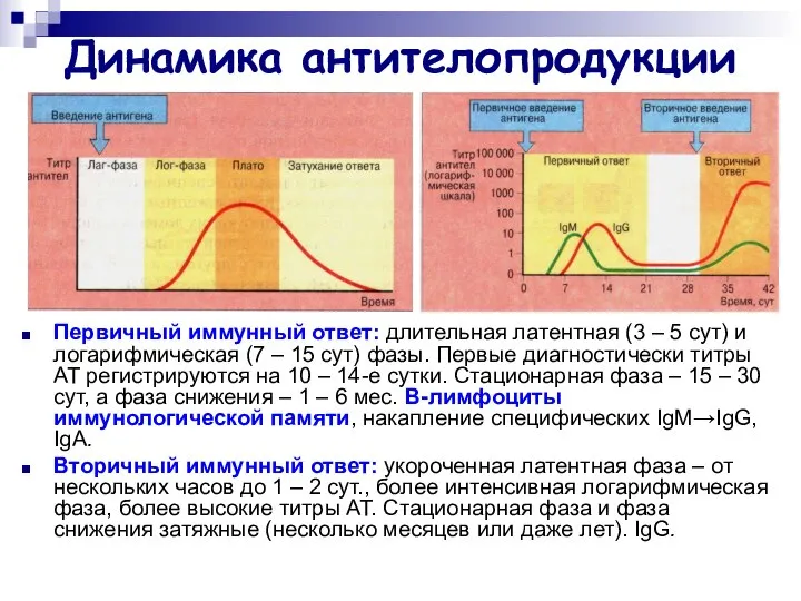 Динамика антителопродукции Первичный иммунный ответ: длительная латентная (3 – 5 сут)