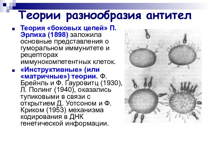 Теории разнообразия антител Теория «боковых цепей» П. Эрлиха (1898) заложила основные
