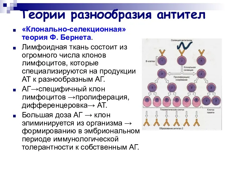 Теории разнообразия антител «Клонально-селекционная» теория Ф. Бернета. Лимфоидная ткань состоит из