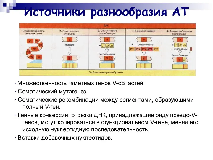 Источники разнообразия АТ ∙ Множественность гаметных генов V-областей. ∙ Соматический мутагенез.