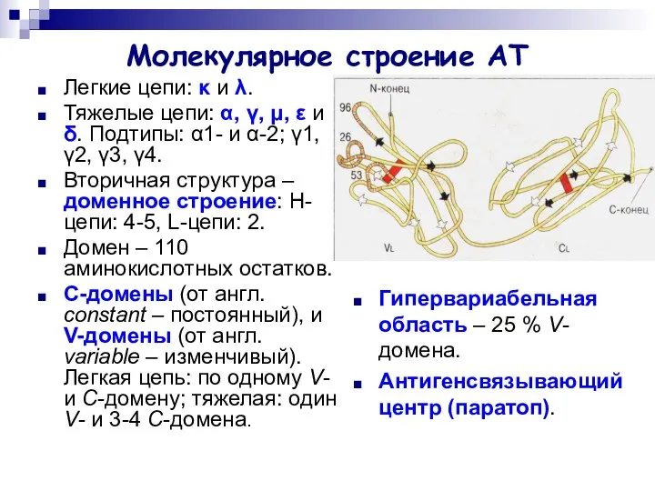 Молекулярное строение АТ Легкие цепи: κ и λ. Тяжелые цепи: α,