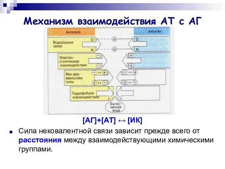 Механизм взаимодействия АТ с АГ [АГ]+[АТ] ↔ [ИК] Сила нековалентной связи