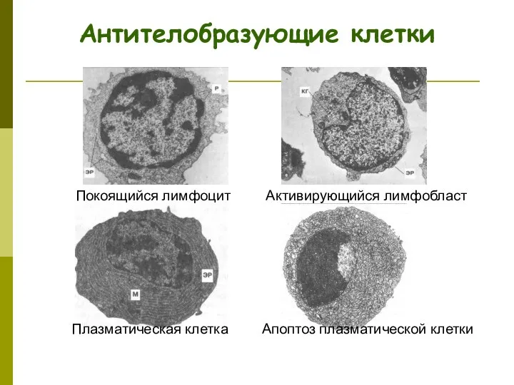 Антителобразующие клетки Покоящийся лимфоцит Активирующийся лимфобласт Плазматическая клетка Апоптоз плазматической клетки