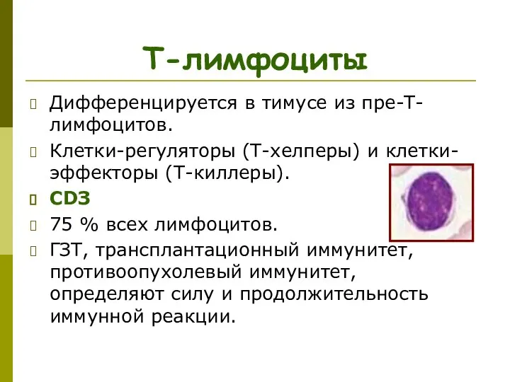 Т-лимфоциты Дифференцируется в тимусе из пре-Т-лимфоцитов. Клетки-регуляторы (Т-хелперы) и клетки-эффекторы (Т-киллеры).