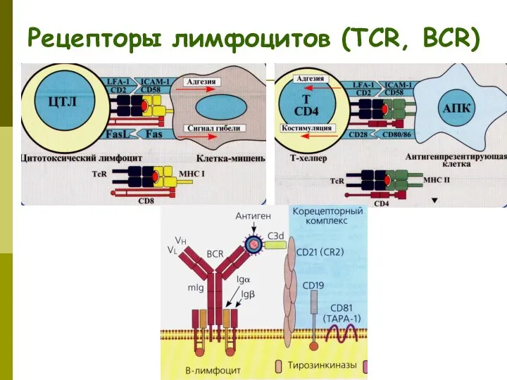 Рецепторы лимфоцитов (TCR, BCR)