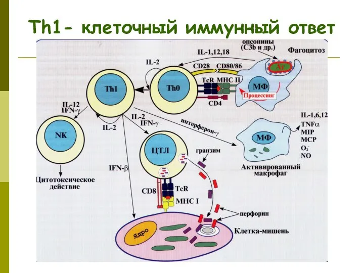 Тh1- клеточный иммунный ответ