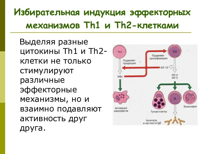 Избирательная индукция эффекторных механизмов Тh1 и Тh2-клетками Выделяя разные цитокины Th1