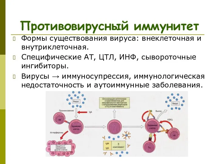 Противовирусный иммунитет Формы существования вируса: внеклеточная и внутриклеточная. Специфические АТ, ЦТЛ,