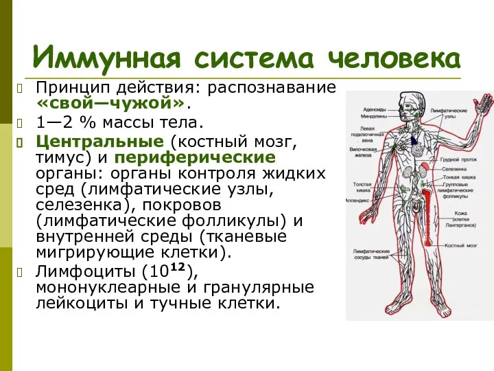 Иммунная система человека Принцип действия: распознавание «свой—чужой». 1—2 % массы тела.