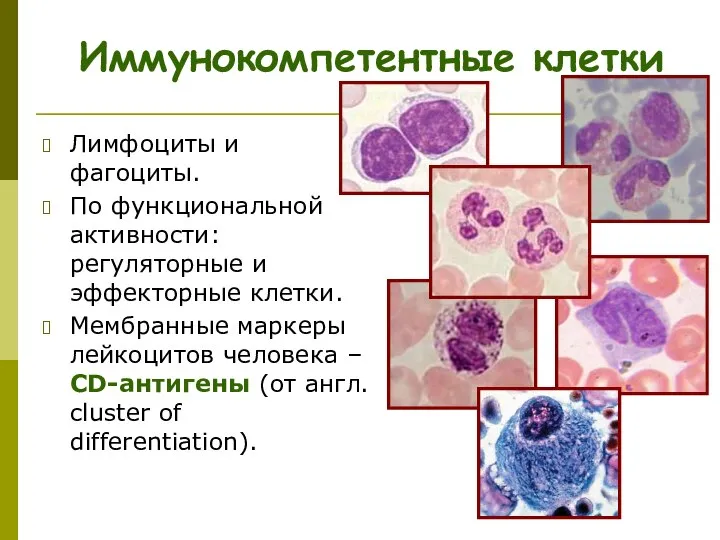 Иммунокомпетентные клетки Лимфоциты и фагоциты. По функциональной активности: регуляторные и эффекторные