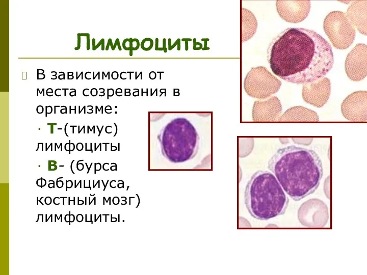 Лимфоциты В зависимости от места созревания в организме: ∙ T-(тимус) лимфоциты