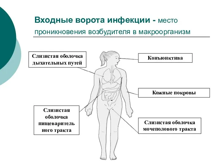 Входные ворота инфекции - место проникновения возбудителя в макроорганизм Конъюнктива Кожные