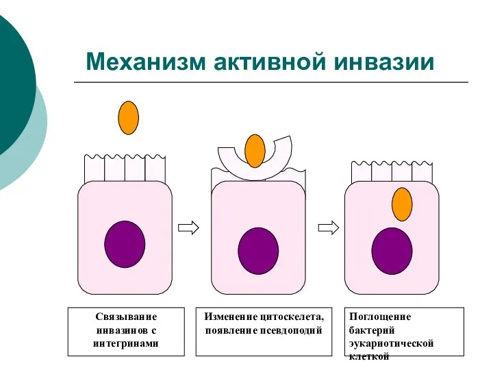 Механизм активной инвазии Связывание инвазинов с интегринами Изменение цитоскелета, появление псевдоподий Поглощение бактерий эукариотической клеткой