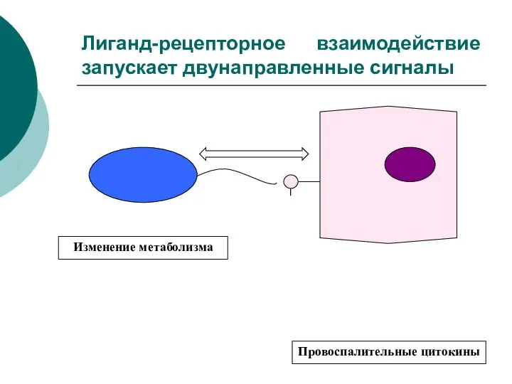 Лиганд-рецепторное взаимодействие запускает двунаправленные сигналы Изменение метаболизма Провоспалительные цитокины