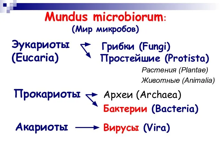 Mundus microbiorum: (Мир микробов) Прокариоты Эукариоты (Eucaria) Акариоты Археи (Archaea) Бактерии