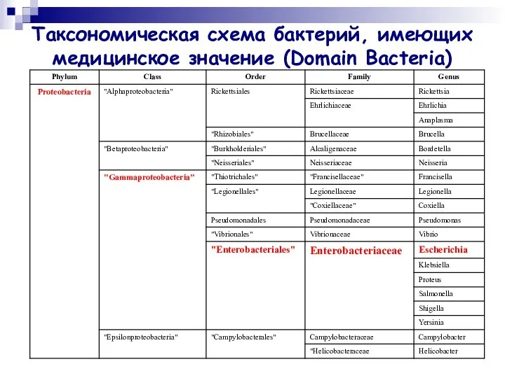 Таксономическая схема бактерий, имеющих медицинское значение (Domain Bacteria)