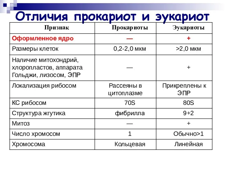 Отличия прокариот и эукариот