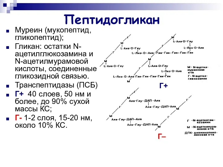 Пептидогликан Муреин (мукопептид, гликопептид); Гликан: остатки N-ацетилглюкозамина и N-ацетилмурамовой кислоты, соединенные