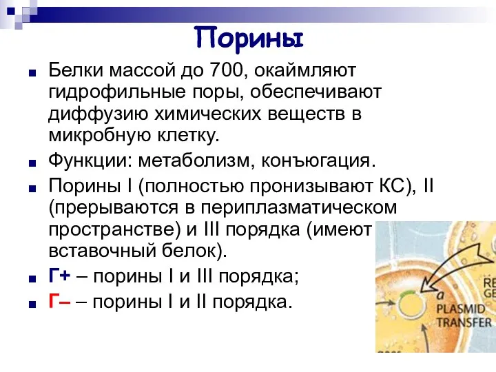 Порины Белки массой до 700, окаймляют гидрофильные поры, обеспечивают диффузию химических