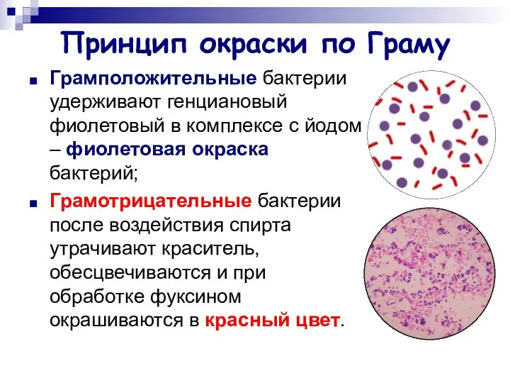 Принцип окраски по Граму Грамположительные бактерии удерживают генциановый фиолетовый в комплексе