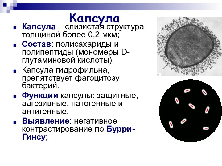 Капсула Капсула – слизистая структура толщиной более 0,2 мкм; Состав: полисахариды