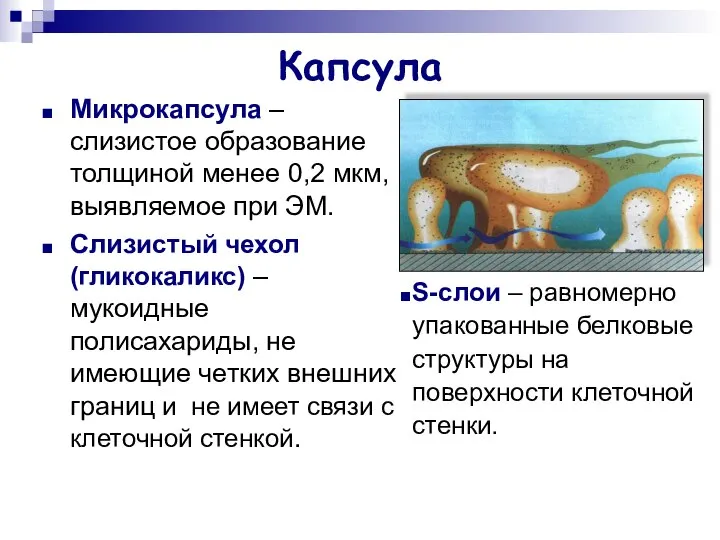 Капсула Микрокапсула – слизистое образование толщиной менее 0,2 мкм, выявляемое при