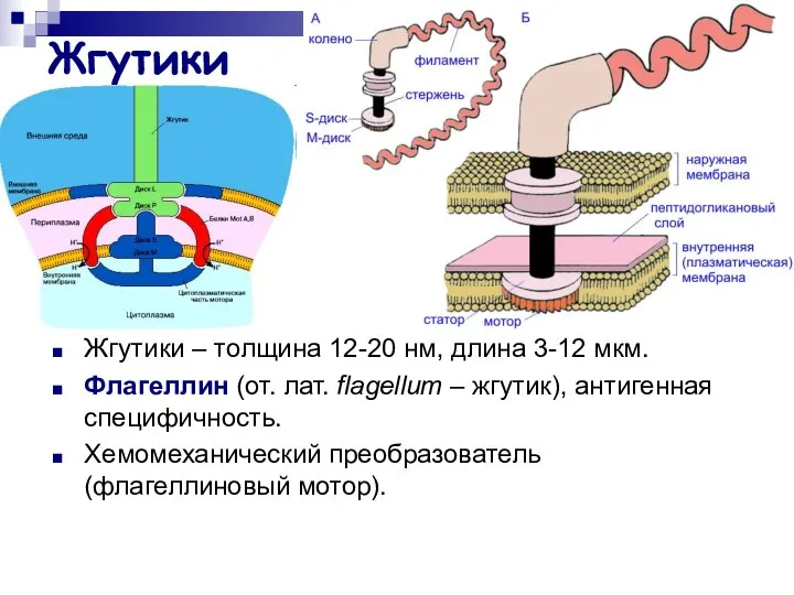 Жгутики Жгутики – толщина 12-20 нм, длина 3-12 мкм. Флагеллин (от.