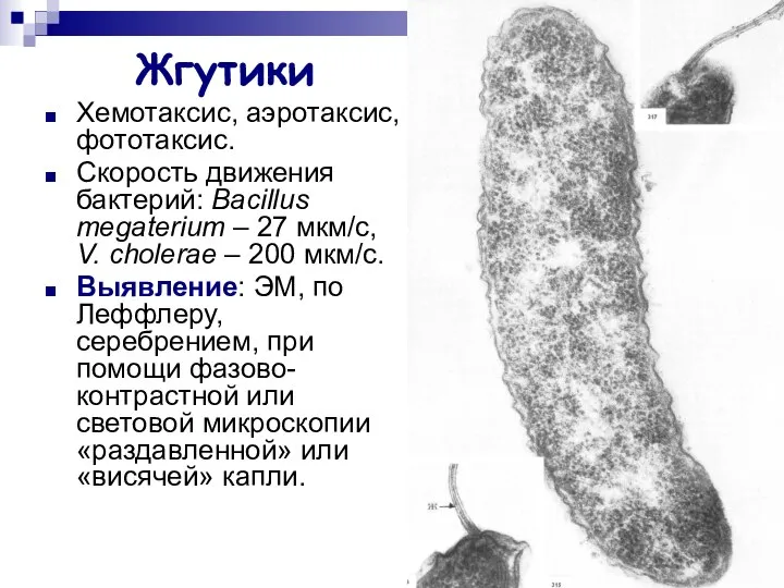 Жгутики Хемотаксис, аэротаксис, фототаксис. Скорость движения бактерий: Bacillus megaterium – 27