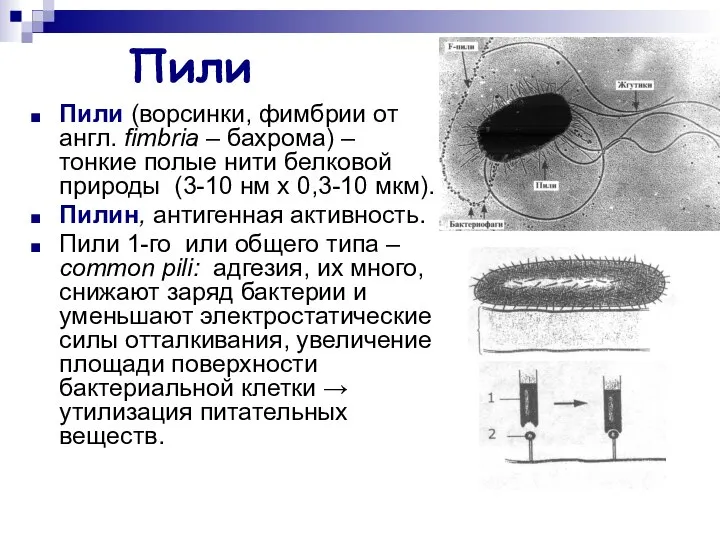 Пили Пили (ворсинки, фимбрии от англ. fimbria – бахрома) – тонкие