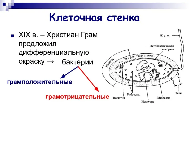 Клеточная стенка XIX в. – Христиан Грам предложил дифференциальную окраску → бактерии грамположительные грамотрицательные